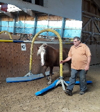 Horseagility01