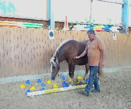 Horseagility02