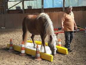 Horseagility03