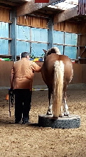 Horseagility04