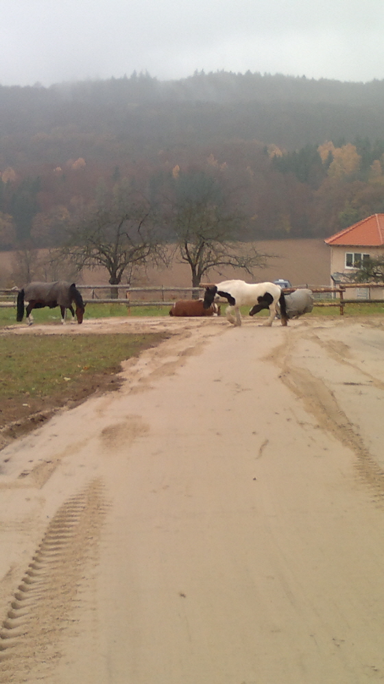 Ausgiebiges Wlzen im neuen Sand 10112011