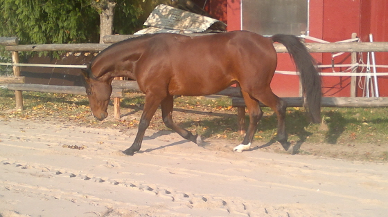 Daddy begutachtet das neu Geluf 11112011
