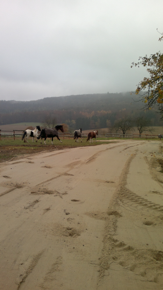 Desty-Indy-Sky-Shagenn beim herantasten an den neuen Sand 10112011