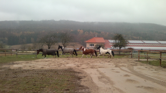 Die Herde im neuen Sand 10112011
