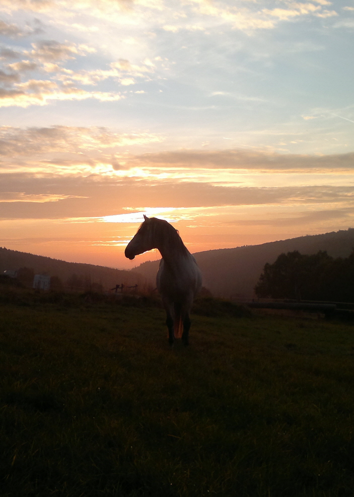 Duende geniet das Abendrot