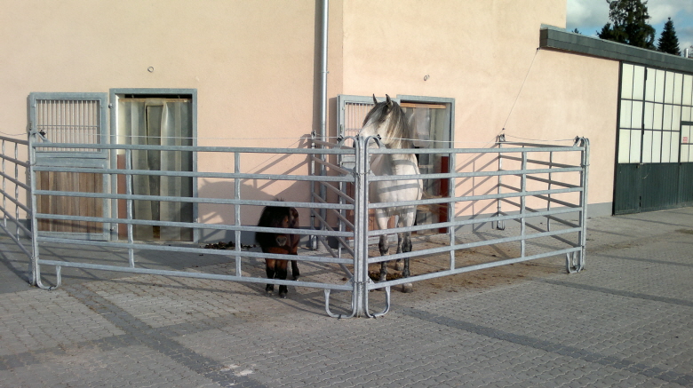 Duende und Hannibal in der Abendsonne