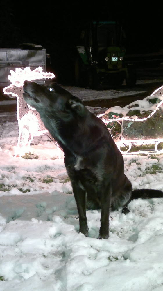 Gino heutl mit Freude ber den Schnee 18122011