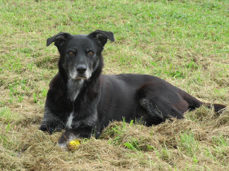Gino passt auf die Entchen auf