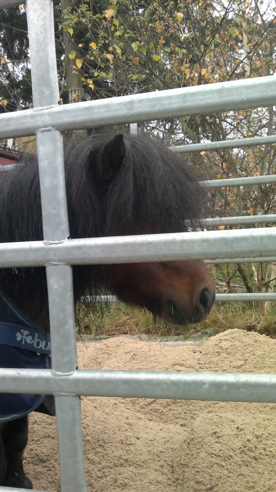 Hanni begutachtet den neuen Sand 10112011