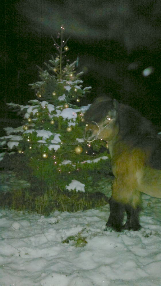 Huch ist es schon wieder  Weihnachten 18122011