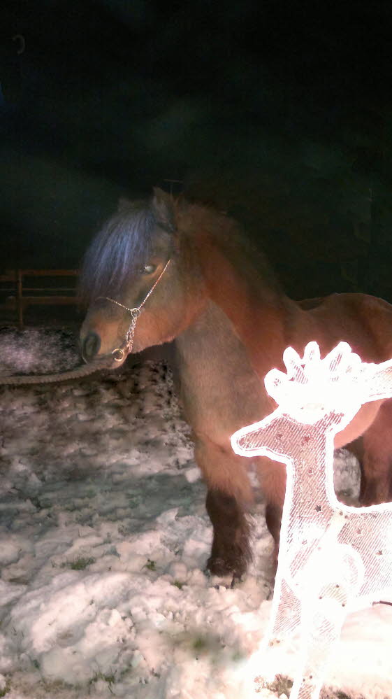 Rehntier und Jo 18122011-1