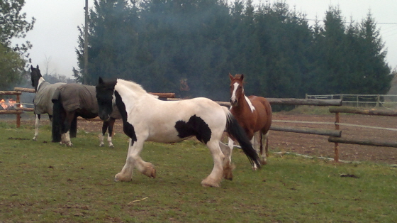 Shagenne in Aktion 10112011