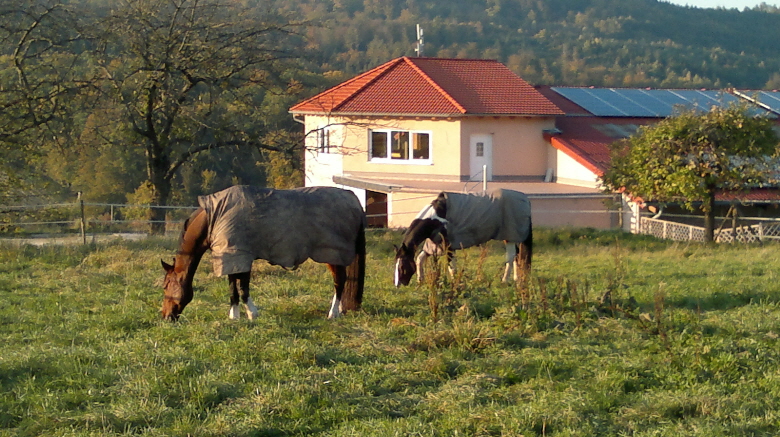Sky und Desty in der Abendsonne