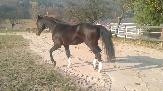 Whity trabt ber den neuen Sand 11112011