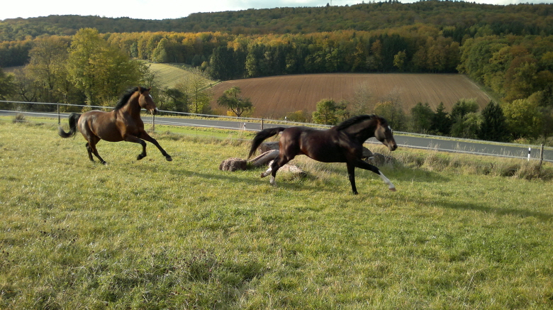 Whity und Daddy  beim Austoben