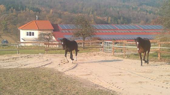 Whity und Daddy beim Austoben auf den neuen Sand 11112011