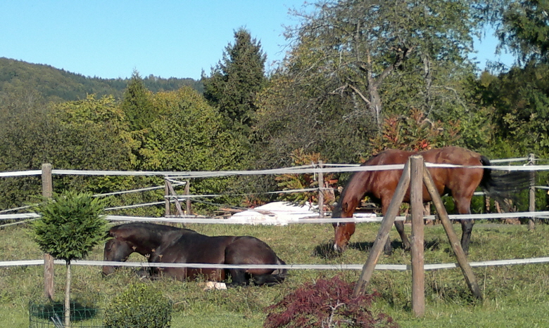 Whity und Daddy genieen die Herbstsonne 16.10.2011