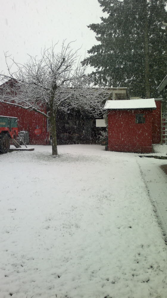 erster Schnee Privatstall 18122011