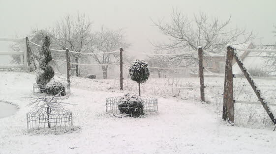unser erster Schnee im Garten 18122011