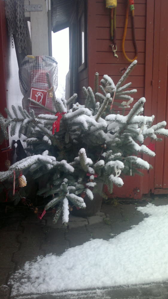 unsere Weihnachtsdeko im Schnee 18122011